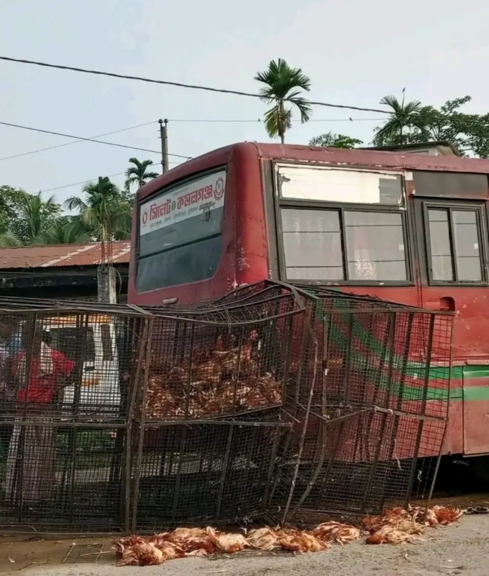 কমলগঞ্জে মুরগিবাহী ট্রাক দুর্ঘটনা, নিহত ৩৫০ মুরগি, আহত ২ সরবরাহকারী